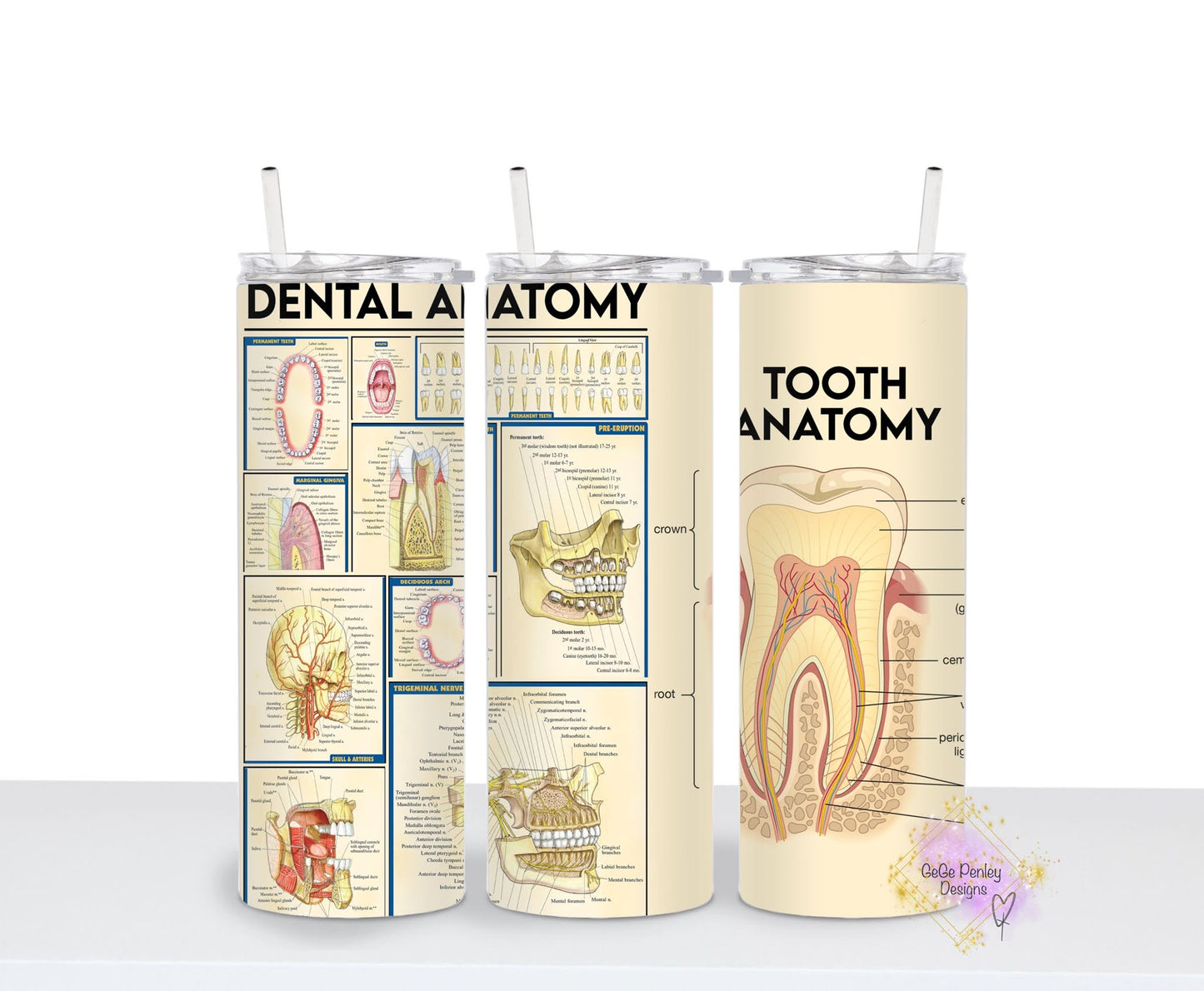 Dental anatomy